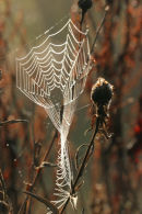 06-9894 Dew Coated Spiders Web